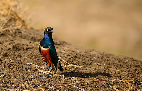 Superb Starling shine - closeup 2  Africa,Lamprotornis superbus,Superb Starling,Tanzania,Tarangire,Tarangire National Park