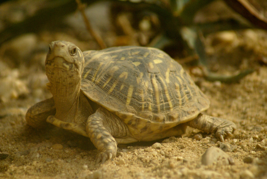 Baby turtle looking in camera Front view of a tiny red-eyed turtle.<br />
<br />
The common box turtle (Terrapene carolina) gets its name from the structure of its shell which consists of a upper shell and large hinged plastron (lower shell) which allows the turtle to close the shell, sealing its vulnerable head and limbs safely within an impregnable &#039;box&#039;. Arnhem Zoo,Reptiles,Terrapene ornata,Testudines,Turtle