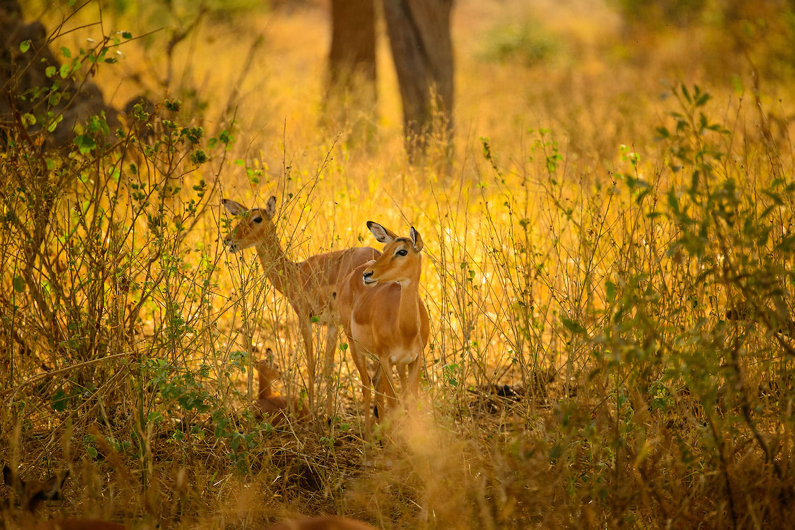 Two females watch over a baby Impala in Tarangire, Tanzania Notice the little one hidden in the tall grass. Aepyceros melampus,Africa,Impala,Tanzania,Tarangire,Tarangire National Park