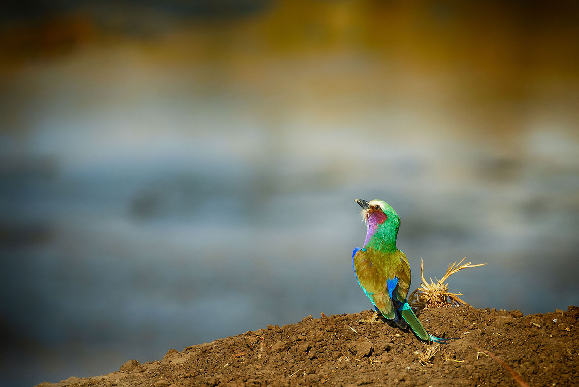 Lilac-breasted roller checking weather forecast in Tarangire  Africa,Coracias caudatus,Lilac-breasted Roller,Roller,Tanzania,Tarangire,Tarangire National Park