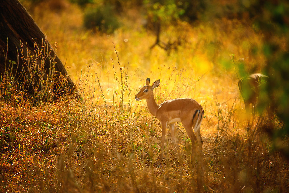Young female Impala at Tarangire  Aepyceros melampus,Africa,Impala,Tanzania,Tarangire,Tarangire National Park