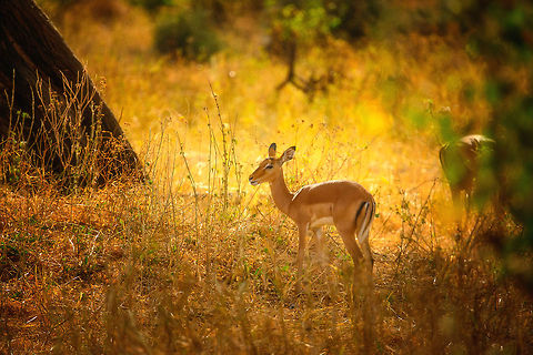 Young female Impala at Tarangire  Aepyceros melampus,Africa,Impala,Tanzania,Tarangire,Tarangire National Park