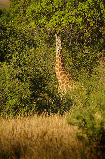 Masai Giraffe maximum food reach  Africa,Giraffa camelopardalis tippelskirchi,Maasai Giraffe,Tanzania,Tarangire,Tarangire National Park
