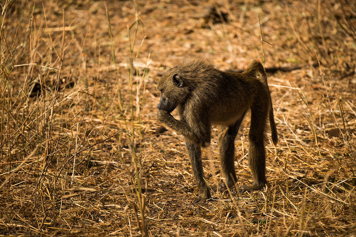 Female Yellow Baboon at Tarangire Yellow Baboons have a lot of similarities with Olive Baboons, yet their build is thinner and they have longer legs. Africa,Papio cynocephalus,Tanzania,Tarangire,Tarangire National Park,Yellow baboon