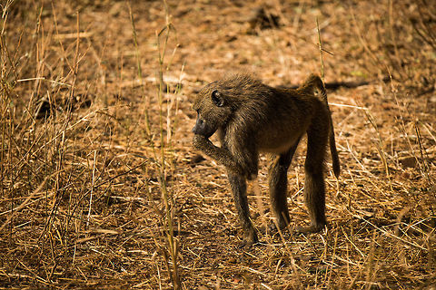 Female Yellow Baboon at Tarangire Yellow Baboons have a lot of similarities with Olive Baboons, yet their build is thinner and they have longer legs. Africa,Papio cynocephalus,Tanzania,Tarangire,Tarangire National Park,Yellow baboon