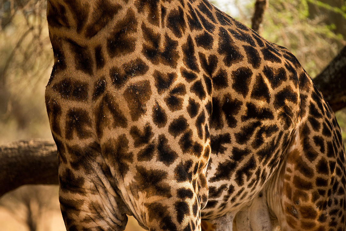Masai Giraffe skin pattern closeup A closeup of the pattern that clearly distinguishes the Masai Giraffe from other Giraffe species. This one belongs to an old male, hence it is so dark. Africa,Giraffa camelopardalis tippelskirchi,Maasai Giraffe,Tanzania,Tarangire,Tarangire National Park