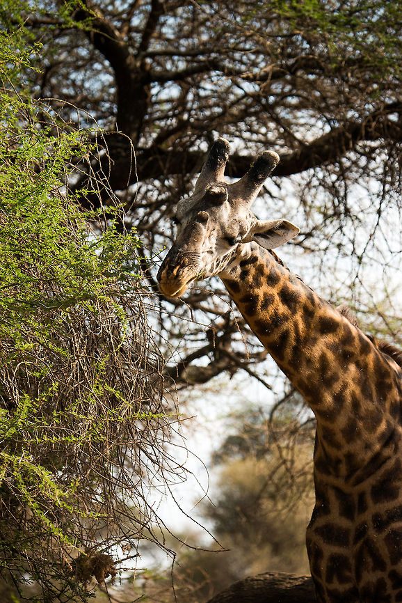 Masai Giraffe feeding on Acacia tree in Tanzania  Africa,Giraffa camelopardalis tippelskirchi,Maasai Giraffe,Tanzania,Tarangire,Tarangire National Park