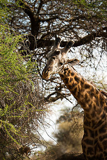 Masai Giraffe feeding on Acacia tree in Tanzania  Africa,Giraffa camelopardalis tippelskirchi,Maasai Giraffe,Tanzania,Tarangire,Tarangire National Park