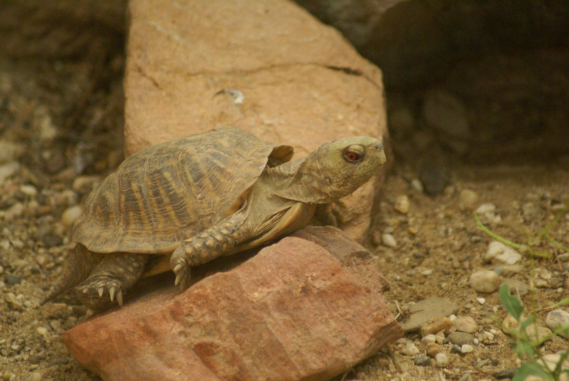 Red-eyed tiny turtle A red-eyed baby turtle struggles to climb rocks and stones in the Arnhem zoo. Arnhem Zoo,Reptiles,Terrapene ornata,Testudines,Turtle