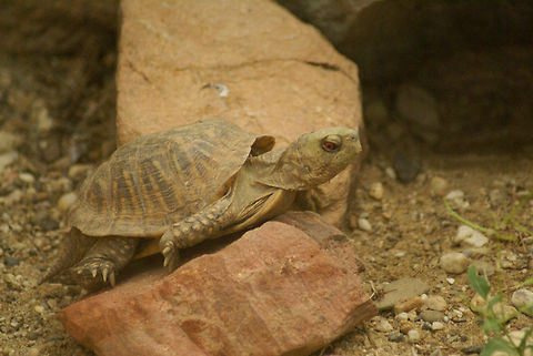 Red-eyed tiny turtle A red-eyed baby turtle struggles to climb rocks and stones in the Arnhem zoo. Arnhem Zoo,Reptiles,Terrapene ornata,Testudines,Turtle