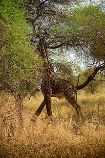 Old Masai Giraffe feeding on Acacia tree Notice the very dark pattern of this male, it is a sign of its age and sexual maturity. Africa,Giraffa camelopardalis tippelskirchi,Maasai Giraffe,Tanzania,Tarangire,Tarangire National Park