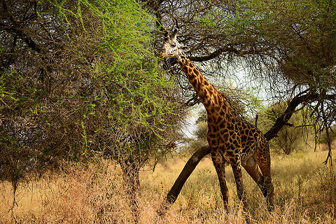 Male Masai Giraffe feeding on Acacia Tree at Tarangire, Tanzania  Africa,Giraffa camelopardalis tippelskirchi,Maasai Giraffe,Tanzania,Tarangire,Tarangire National Park