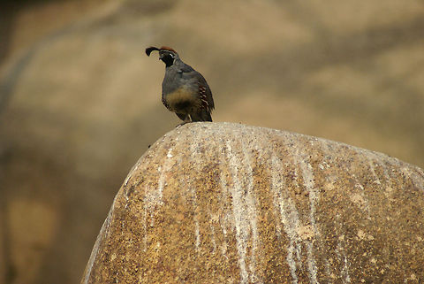 Unknown bird with crest on rock Unidentified dark bird with crest sits on a rock in the Arnhem zoo. Arnhem Zoo,Aves,Birds,California quail,Callipepla californica,Callipepla gambelii,Gambels quail