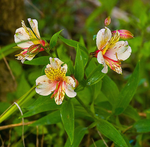 Peruvian Lily, Quito, Ecuador Cultivated, in the garden of a resort in Quito. Alstroemeria aurea,Ecuador,Ecuador 2021,Geotagged,Peruvian Lily,Quinta La Constanza,South America,Spring,World