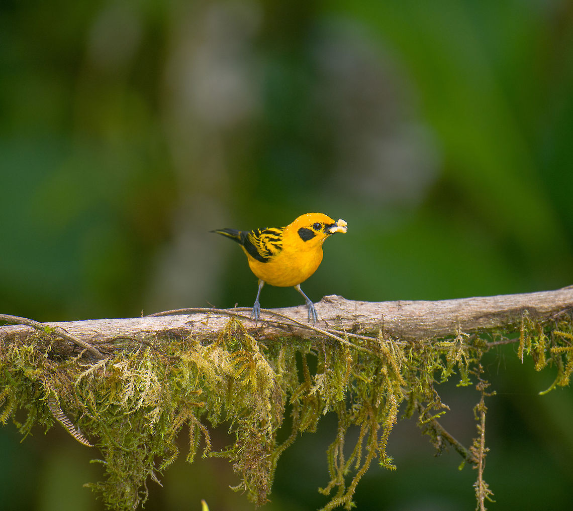 Golden Tanager, Alambi Reserve, Ecuador Feeder shot. Alambi Reserve,Ecuador,Ecuador 2021,Fall,Geotagged,Golden tanager,South America,Tangara arthus,World