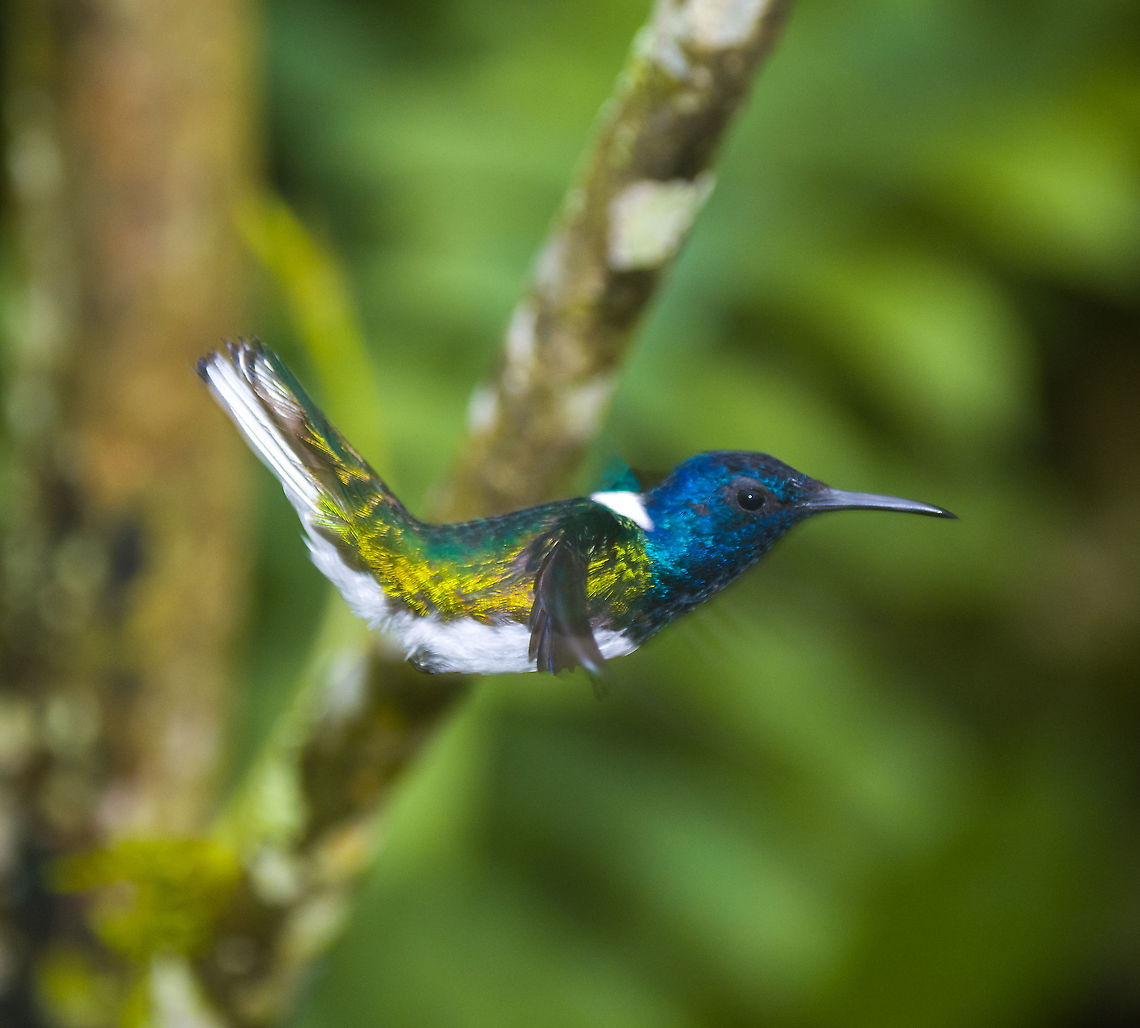 White-necked jacobin - in flight, Alambi Reserve, Ecuador Not very sharp, but we didn't have an in-flight shot yet. Alambi Reserve,Ecuador,Ecuador 2021,Fall,Florisuga mellivora,Geotagged,South America,White-necked jacobin,World
