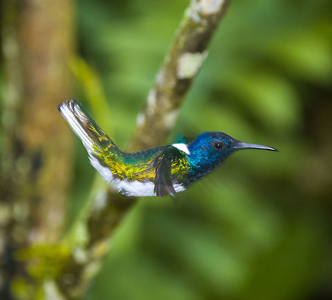 White-necked jacobin - in flight, Alambi Reserve, Ecuador Not very sharp, but we didn't have an in-flight shot yet. Alambi Reserve,Ecuador,Ecuador 2021,Fall,Florisuga mellivora,Geotagged,South America,White-necked jacobin,World