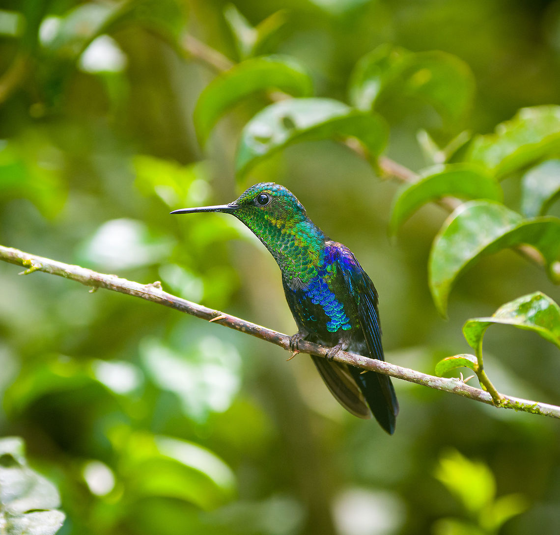 Crowned woodnymph - male, Alambi Reserve, Ecuador Male, perched near a feeder. Alambi Reserve,Crowned woodnymph,Ecuador,Ecuador 2021,Fall,Geotagged,South America,Thalurania colombica,World