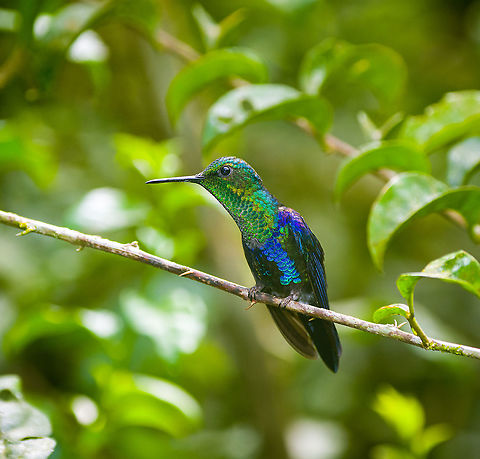 Crowned woodnymph - male, Alambi Reserve, Ecuador Male, perched near a feeder. Alambi Reserve,Crowned woodnymph,Ecuador,Ecuador 2021,Fall,Geotagged,South America,Thalurania colombica,World