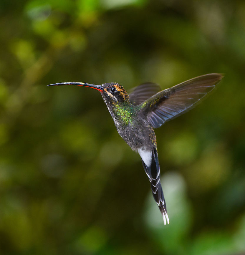 White-whiskered hermit, Alambi Reserve, Ecuador Near a feeder. This is probably the female. Alambi Reserve,Ecuador,Ecuador 2021,Fall,Geotagged,Phaethornis yaruqui,South America,White-whiskered hermit,World
