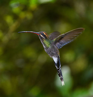 White-whiskered hermit, Alambi Reserve, Ecuador Near a feeder. This is probably the female. Alambi Reserve,Ecuador,Ecuador 2021,Fall,Geotagged,Phaethornis yaruqui,South America,White-whiskered hermit,World