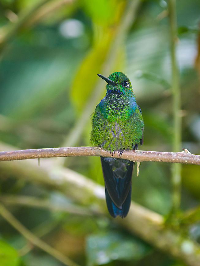 Green-crowned brilliant, Alambi Reserve, Ecuador Male, near feeder. Alambi Reserve,Ecuador,Ecuador 2021,Fall,Geotagged,Green-crowned brilliant,Heliodoxa jacula,South America,World