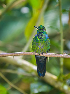 Green-crowned brilliant, Alambi Reserve, Ecuador Male, near feeder. Alambi Reserve,Ecuador,Ecuador 2021,Fall,Geotagged,Green-crowned brilliant,Heliodoxa jacula,South America,World
