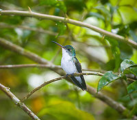 Andean emerald, Alambi Reserve, Ecuador Near feeder.<br />
https://www.jungledragon.com/image/125975/andean_emerald_-_back_side_alambi_reserve_ecuador.html Agyrtria franciae,Alambi Reserve,Andean emerald,Ecuador,Ecuador 2021,Fall,Geotagged,South America,World