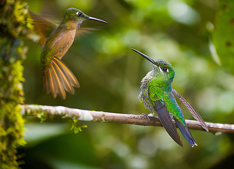 Crowned woodnymph, Alambi Reserve, Ecuador A female Crowned woodnymph (right) watching a Fawn-breasted brilliant land (left). Alambi Reserve,Crowned woodnymph,Ecuador,Ecuador 2021,Fall,Geotagged,South America,Thalurania colombica,World