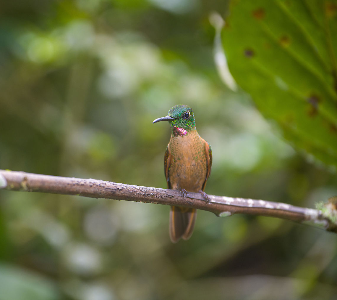 Fawn-breasted brilliant, Alambi Reserve, Ecuador Probably a male. Females also have a throat patch, but it is smaller, or sometimes it is absent:<br />
<figure class="photo"><a href="https://www.jungledragon.com/image/125985/fawn-breasted_brilliant_-_female_alambi_reserve_ecuador.html" title="Fawn-breasted brilliant - female, Alambi Reserve, Ecuador"><img src="https://s3.amazonaws.com/media.jungledragon.com/images/2/125985_thumb.jpg?AWSAccessKeyId=05GMT0V3GWVNE7GGM1R2&Expires=1769040010&Signature=olp9VEdFga4T6oKUG6csdsuFD2c%3D" width="146" height="152" alt="Fawn-breasted brilliant - female, Alambi Reserve, Ecuador  Alambi Reserve,Ecuador,Ecuador 2021,Fall,Fawn-breasted brilliant,Geotagged,Heliodoxa rubinoides,South America,World" /></a></figure> Alambi Reserve,Ecuador,Ecuador 2021,Fall,Fawn-breasted brilliant,Geotagged,Heliodoxa rubinoides,South America,World