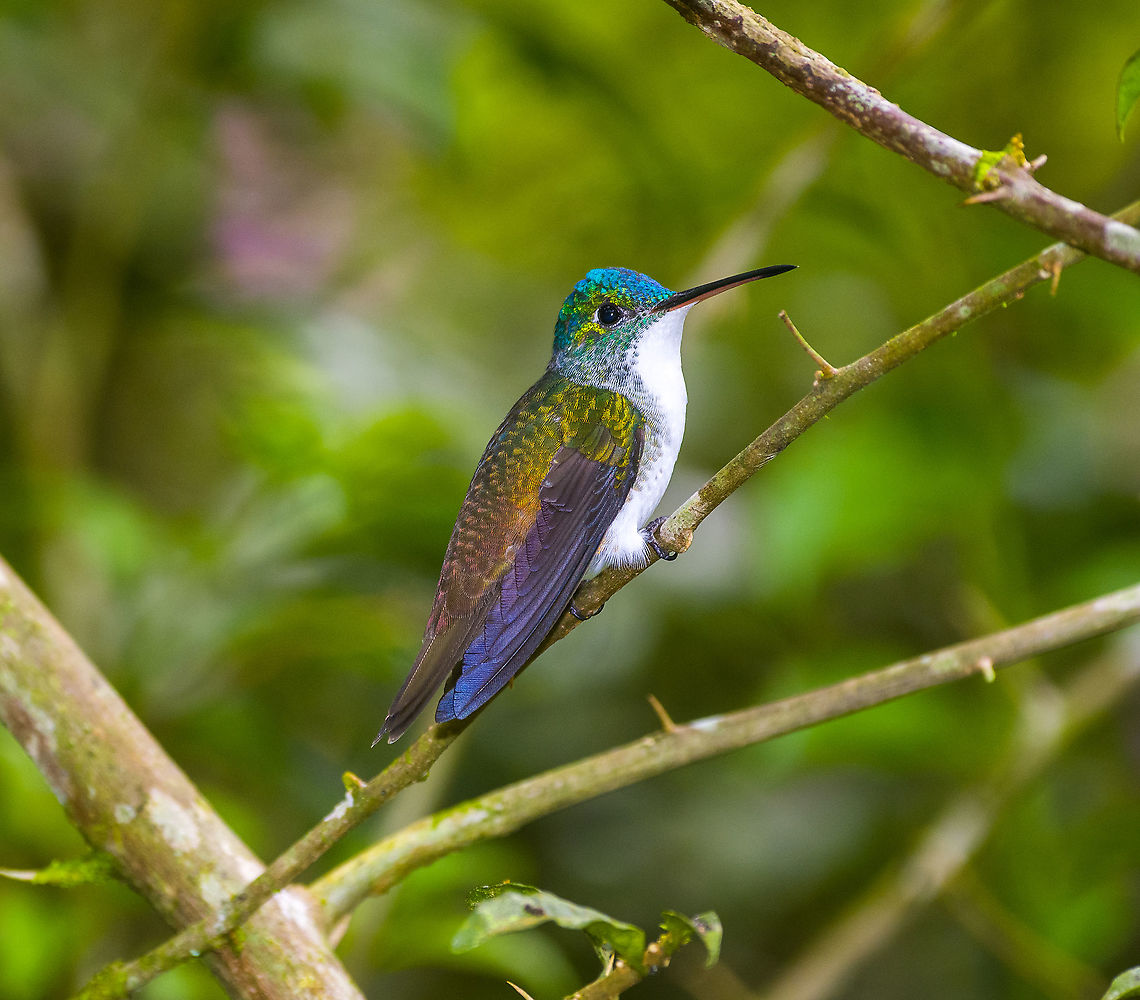 Andean emerald - back side, Alambi Reserve, Ecuador Same bird, different angle:<br />
<figure class="photo"><a href="https://www.jungledragon.com/image/125970/andean_emerald_alambi_reserve_ecuador.html" title="Andean emerald, Alambi Reserve, Ecuador"><img src="https://s3.amazonaws.com/media.jungledragon.com/images/2/125970_thumb.jpg?AWSAccessKeyId=05GMT0V3GWVNE7GGM1R2&Expires=1759968010&Signature=w9izXYAb2NRa3JYAo2xEpFmn%2F8c%3D" width="200" height="176" alt="Andean emerald, Alambi Reserve, Ecuador Near feeder.<br />
https://www.jungledragon.com/image/125975/andean_emerald_-_back_side_alambi_reserve_ecuador.html Agyrtria franciae,Alambi Reserve,Andean emerald,Ecuador,Ecuador 2021,Fall,Geotagged,South America,World" /></a></figure> Agyrtria franciae,Alambi Reserve,Andean emerald,Ecuador,Ecuador 2021,Fall,Geotagged,South America,World