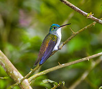 Andean emerald - back side, Alambi Reserve, Ecuador Same bird, different angle:<br />
https://www.jungledragon.com/image/125970/andean_emerald_alambi_reserve_ecuador.html Agyrtria franciae,Alambi Reserve,Andean emerald,Ecuador,Ecuador 2021,Fall,Geotagged,South America,World