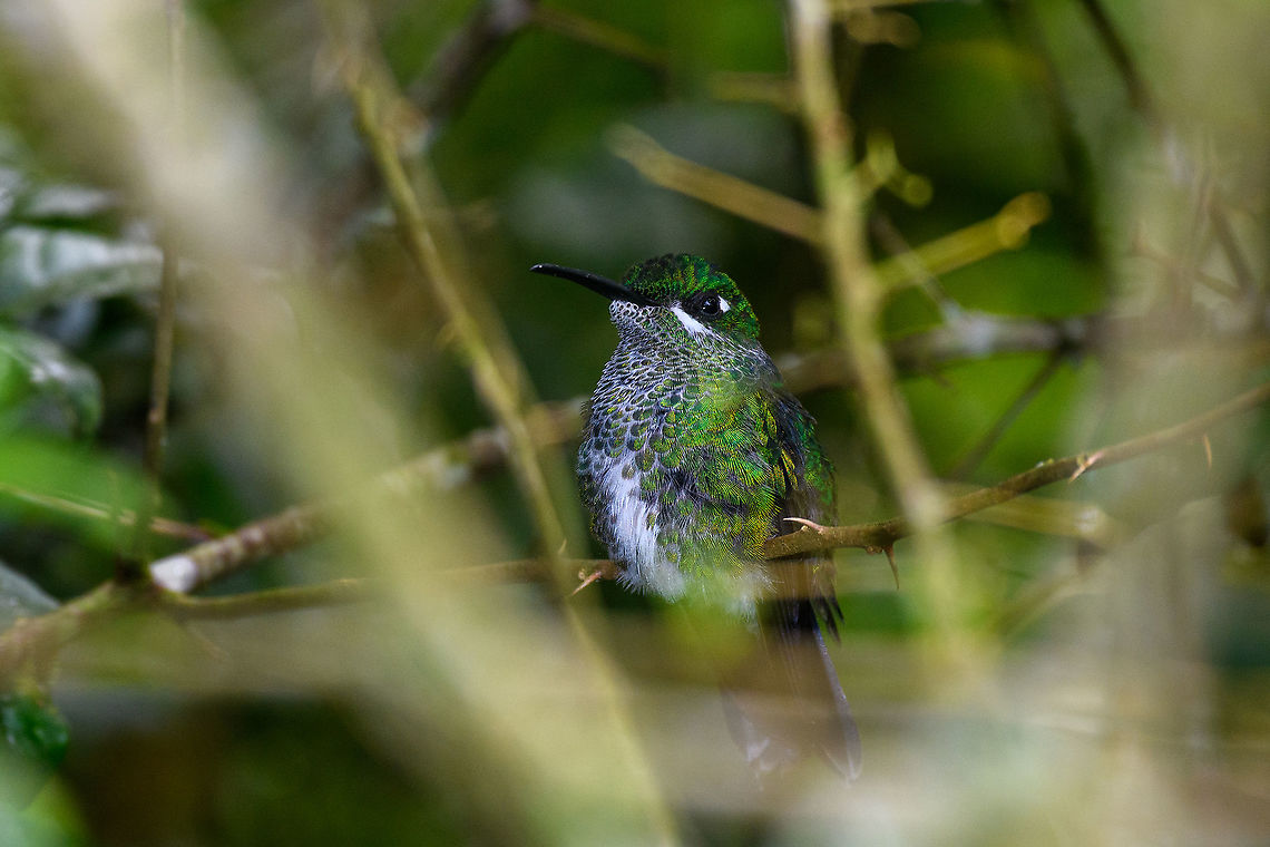 Purple-bibbed whitetip, Alambi Reserve, Ecuador Obstructed view of a female. Alambi Reserve,Ecuador,Ecuador 2021,Fall,Geotagged,Purple-bibbed whitetip,South America,Urosticte benjamini,World