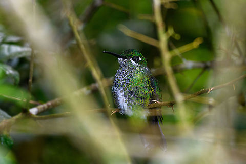 Purple-bibbed whitetip, Alambi Reserve, Ecuador Obstructed view of a female. Alambi Reserve,Ecuador,Ecuador 2021,Fall,Geotagged,Purple-bibbed whitetip,South America,Urosticte benjamini,World