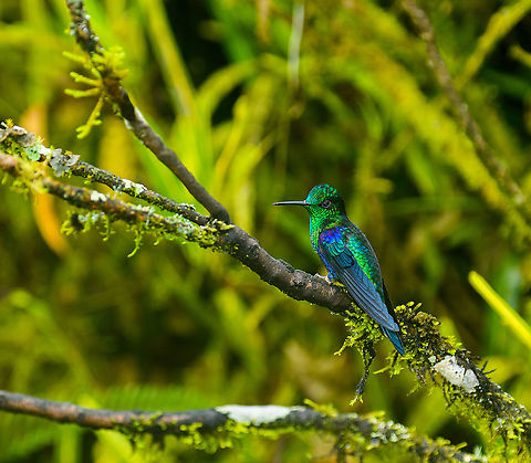 Crowned woodnymph, Alambi Reserve, Ecuador Male, perched. Alambi Reserve,Crowned woodnymph,Ecuador,Ecuador 2021,Fall,Geotagged,South America,Thalurania colombica,World