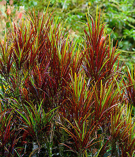 Variegated Croton, Alambi Reserve, Ecuador Cultivated, seen in the garden section of Alambi Reserve. Alambi Reserve,Codiaeum variegatum,Ecuador,Ecuador 2021,Fall,Geotagged,South America,World