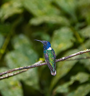 White-necked jacobin, Alambi Reserve, Ecuador Near feeder. Alambi Reserve,Ecuador,Ecuador 2021,Fall,Florisuga mellivora,Geotagged,South America,White-necked jacobin,World