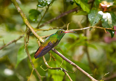 Rufous-tailed hummingbird, Alambi Reserve, Ecuador  Alambi Reserve,Amazilia tzacatl,Ecuador,Ecuador 2021,Fall,Geotagged,Rufous-tailed hummingbird,South America,World