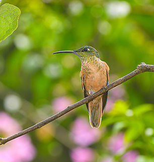 Fawn-breasted brilliant - female, Alambi Reserve, Ecuador  Alambi Reserve,Ecuador,Ecuador 2021,Fall,Fawn-breasted brilliant,Geotagged,Heliodoxa rubinoides,South America,World