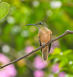 Fawn-breasted brilliant - female, Alambi Reserve, Ecuador  Alambi Reserve,Ecuador,Ecuador 2021,Fall,Fawn-breasted brilliant,Geotagged,Heliodoxa rubinoides,South America,World