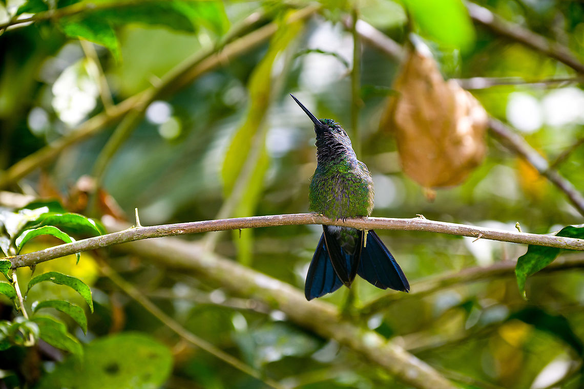 Green-crowned brilliant - perched, Alambi Reserve, Ecuador  Alambi Reserve,Ecuador,Ecuador 2021,Fall,Geotagged,Green-crowned brilliant,Heliodoxa jacula,South America,World