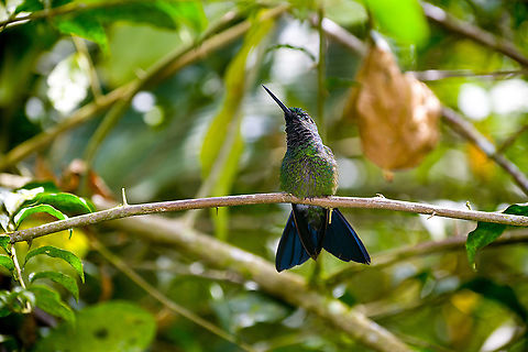Green-crowned brilliant - perched, Alambi Reserve, Ecuador  Alambi Reserve,Ecuador,Ecuador 2021,Fall,Geotagged,Green-crowned brilliant,Heliodoxa jacula,South America,World