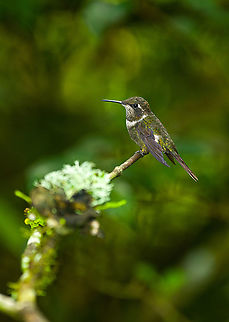 Purple-throated woodstar, Alabi Reserve, Ecuador Female, near feeder. Alambi Reserve,Calliphlox mitchellii,Ecuador,Ecuador 2021,Fall,Geotagged,Purple-throated woodstar,South America,World