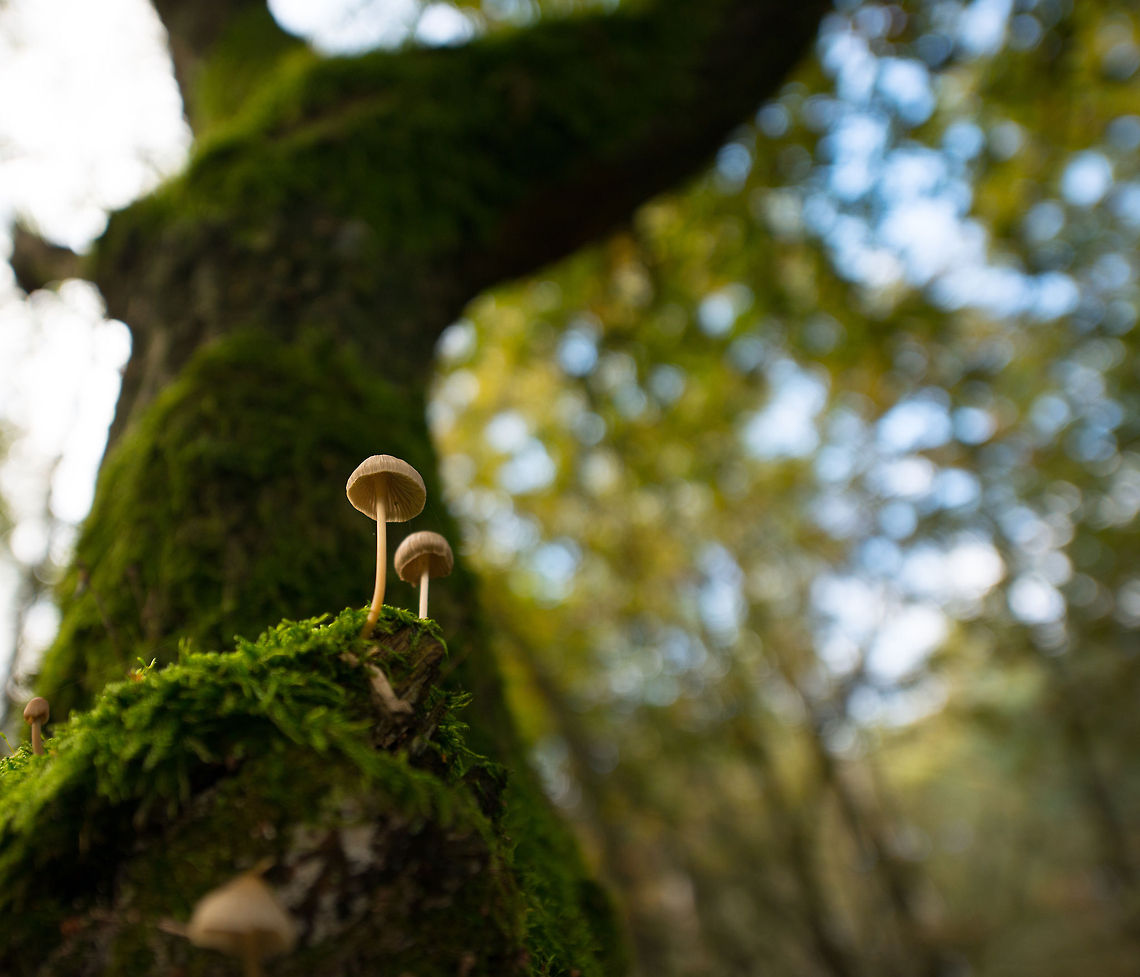 Bleeding bonnet - autumn mini giant An ultra wide bottom perspective on these small bonnets, captured in the autumn of 2013, Heesch, the Netherlands. Heesch,Mycena sanguinolenta,Netherlands,Wide angle,mycena sanguinolenta