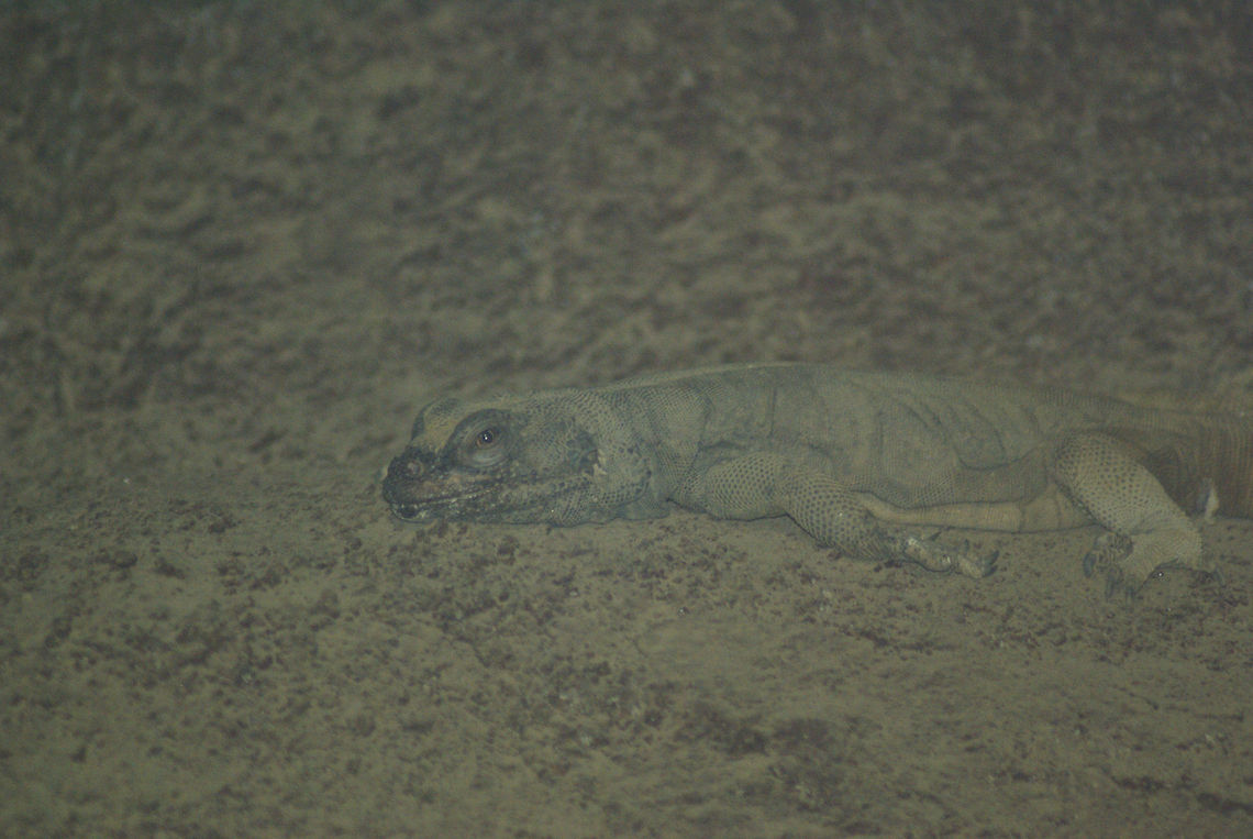 Well-camouflaged lizard An unknown lizard specie blends in with the environment in an almost perfect way. Arnhem Zoo,Camouflage,Lizard,Reptiles,Squamata