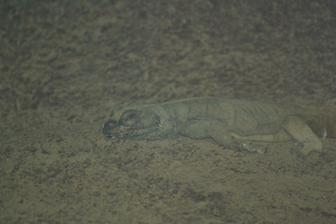 Well-camouflaged lizard An unknown lizard specie blends in with the environment in an almost perfect way. Arnhem Zoo,Camouflage,Lizard,Reptiles,Squamata