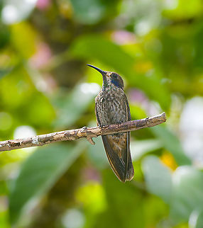 Brown violetear, Alambi Reserve, Ecuador According to our guide (Manuel Espejo), possibly a juvenile. Alambi Reserve,Brown violetear,Colibri delphinae,Ecuador,Ecuador 2021,Fall,Geotagged,South America,World