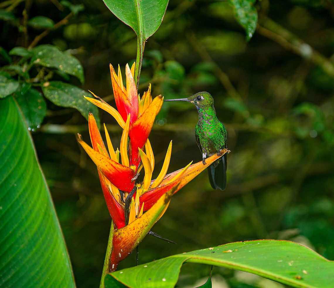 Green-crowned brilliant - feeding, Alambi Reserve, Ecuador This large humming bird is not picky, it feeds on various large flowers. Unlike most hummingbirds, it perches to feed. Alambi Reserve,Ecuador,Ecuador 2021,Fall,Geotagged,Green-crowned brilliant,Heliodoxa jacula,South America,World