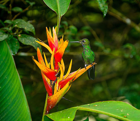 Green-crowned brilliant - feeding, Alambi Reserve, Ecuador This large humming bird is not picky, it feeds on various large flowers. Unlike most hummingbirds, it perches to feed. Alambi Reserve,Ecuador,Ecuador 2021,Fall,Geotagged,Green-crowned brilliant,Heliodoxa jacula,South America,World