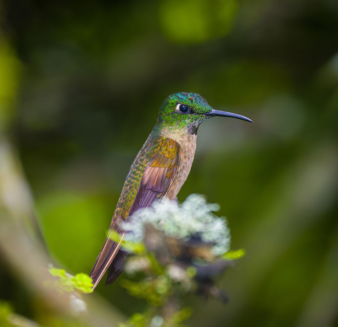 Fawn-breasted brilliant - juvenile, Alambi Reserve, Ecuador Juvenile, near a feeder. Alambi Reserve,Ecuador,Ecuador 2021,Fall,Fawn-breasted brilliant,Geotagged,Heliodoxa rubinoides,South America,World